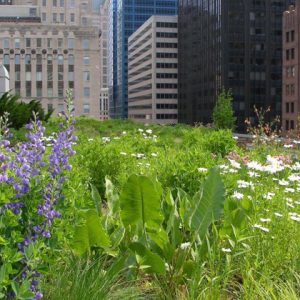 Lecture: Green Roofs and Flood Mitigation, Irish Landscape Institute